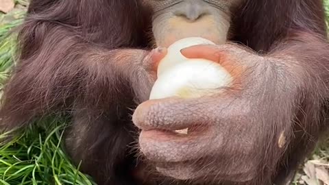 orangutans