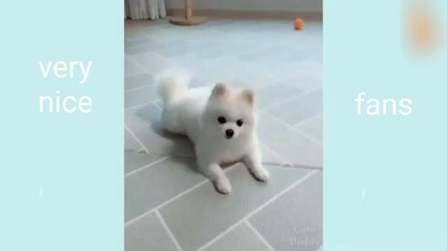 Animals fanny video