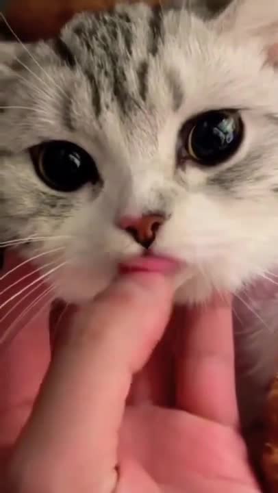 cute cat shorts❤#shorts #cat #cutecat