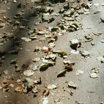 Прогулка в лесу