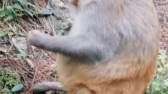 A monkey mother who is about to give birth