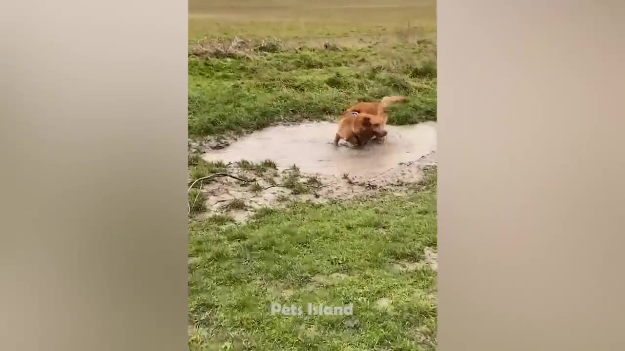Funny And Cute Dogs Videos