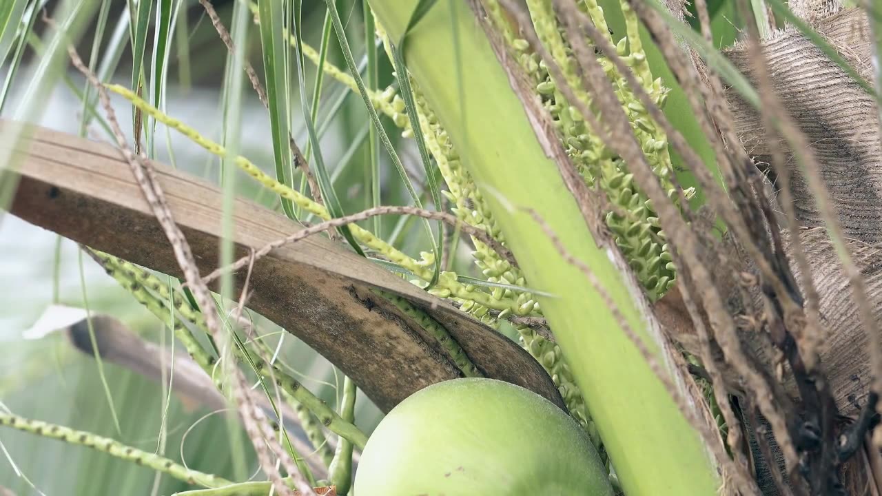 Does Fruit Really Fuel Brain Growth? New Study Challenges Old Ideas