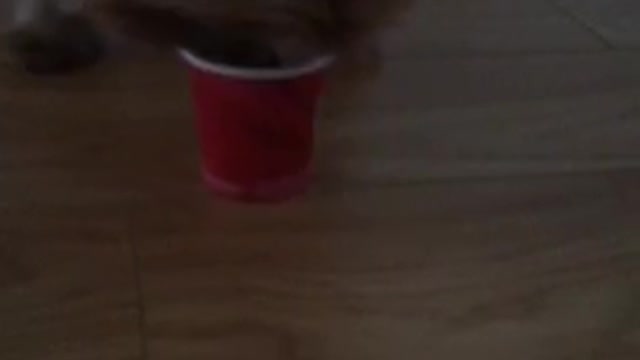Brown and black dog licking red cups