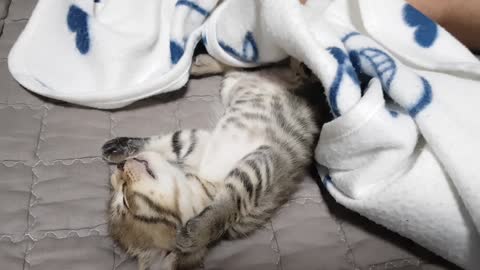 sleeping kitten