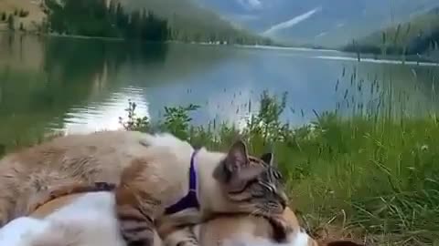 Peace and safety between a cat and a dog