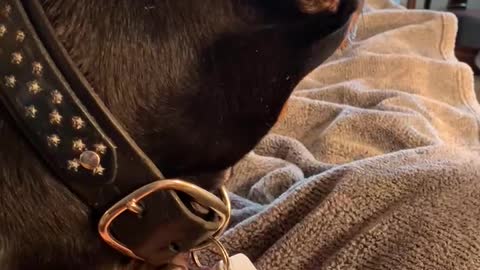 HANZ MY DOBERMAN BOY 1.2021