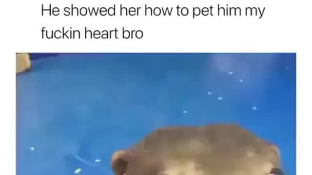 Otter demands to be pet