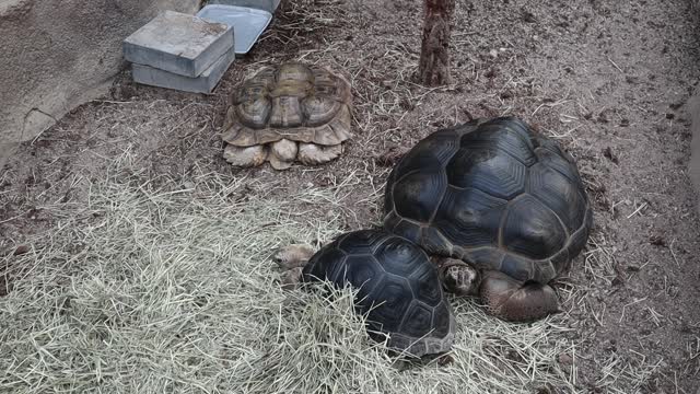 Turtle eats food