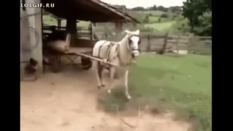 Funny clips