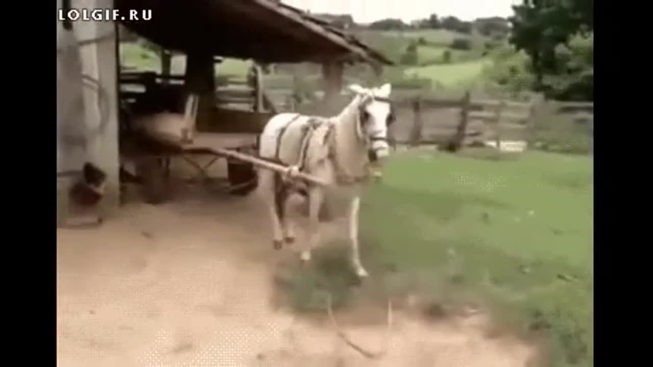 Funny clips