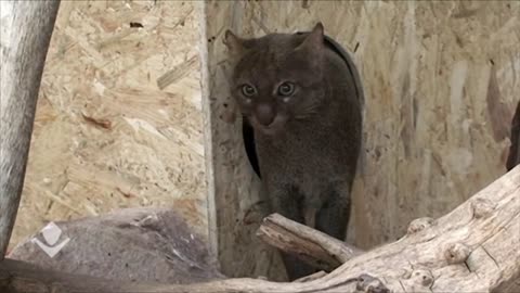 Jaguarundi kittens II