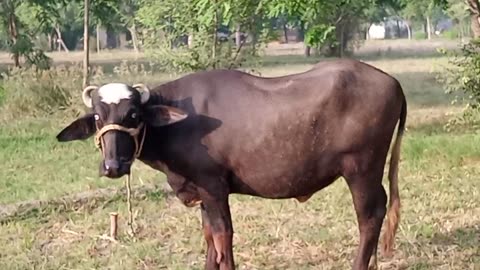 Khobsort janwr hai mery ilaqy ka