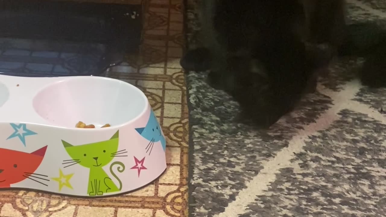 Cats are crazy