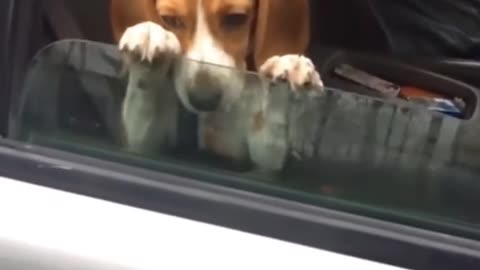 FUNNY CAT AND DOGS !
