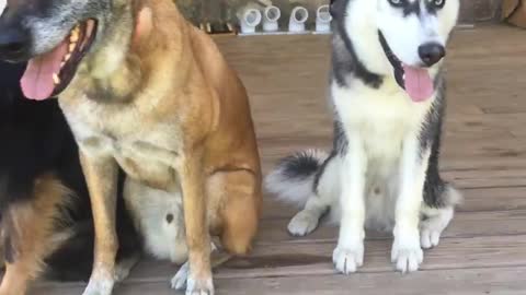 Dog Training | Electronic Collar Training
