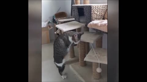 Best fun video