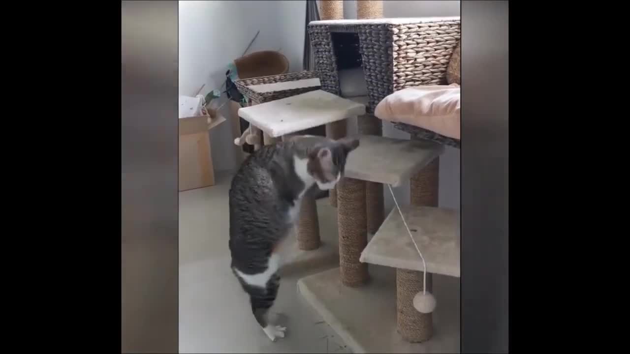 Best fun video
