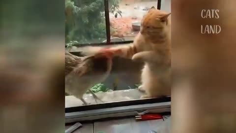 Best Funny Cute cat