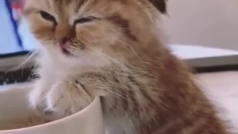 A kitten sleeps over a cup of coffee