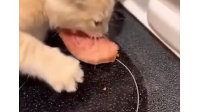 Don't dare to touch my food . funny cat 2021