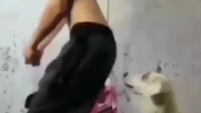 Funny dogs