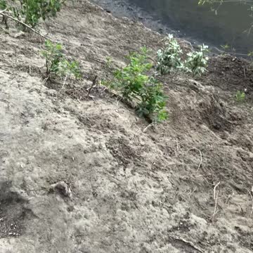 A Beaver swimming in the lake