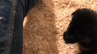 German Shepherd Puppies Y-litter