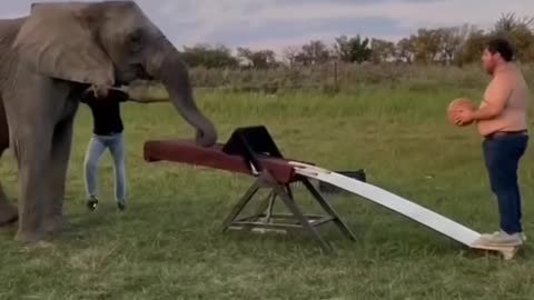 Dunking elephant