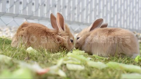 Two Brown Rabbits Together