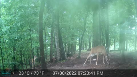 The Woods - 07/31/2022