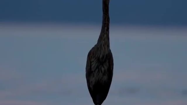 A bird standing in the middle of the water