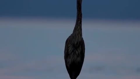 A bird standing in the middle of the water