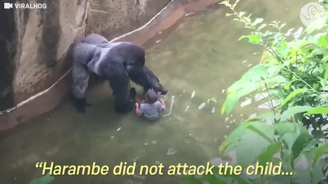 Experts Weigh In On Harambe's Last Moments