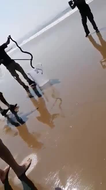 Black mamba rescued from Addington beach 2