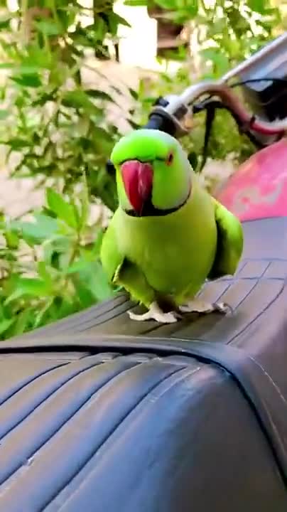 Talking Birds #UbertainmentFun