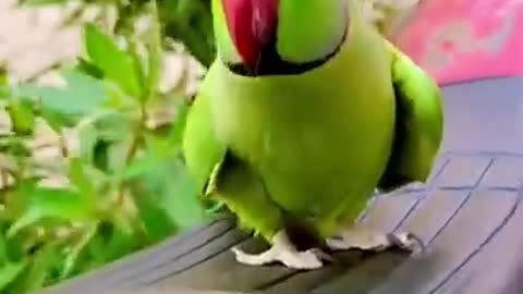 Talking Birds #UbertainmentFun