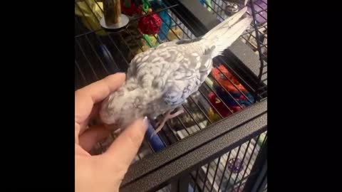 Funny Animals-Funny Parrot Videos-Dank -Cute Cockatiels