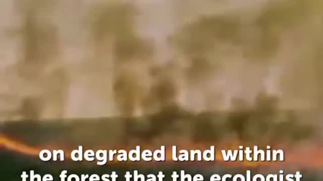 Reforestation with ORANGE PEELS ! 2min