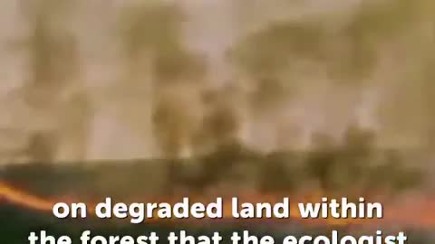 Reforestation with ORANGE PEELS ! 2min