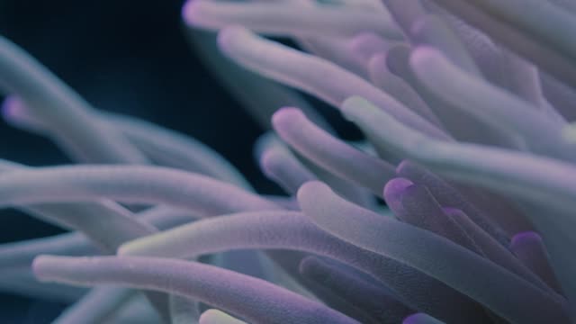 Video of a Clownfish and Sea Anemone