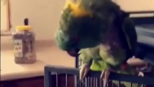 The parrot says hey baby