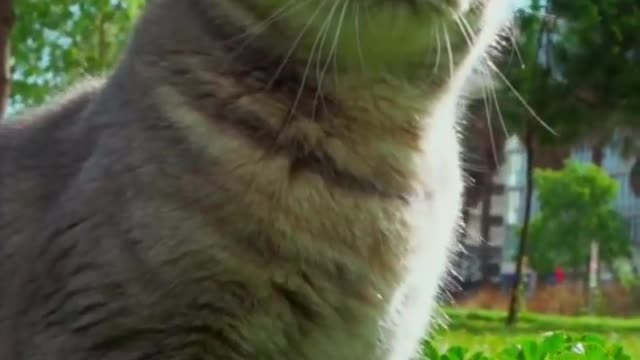 Funny Cat Short Video It's Fun time
