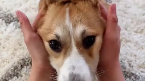 guard and cute dogs best worldwide dogs short video
