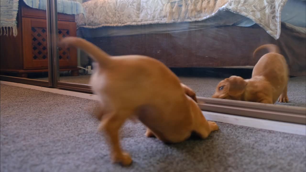 Puppy's reaction to a mirror