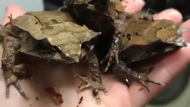 weirdest frog there is in the world