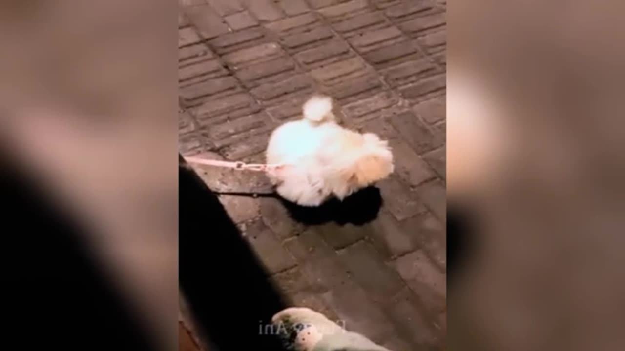 The cute cat got tangled up with its owner and the cat 🐱