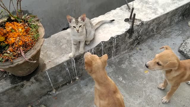 Fighting Of Cat And Dog