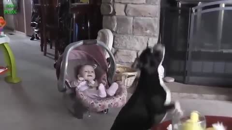 Bebê Bricando com cachorro