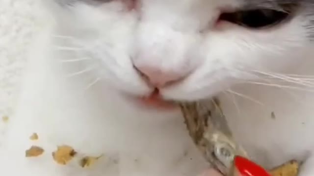 Cat Dinner Time | Funny Cats | Cute Cats | AR Studio